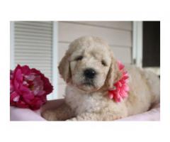 F2 English Cream Goldendoodle puppies